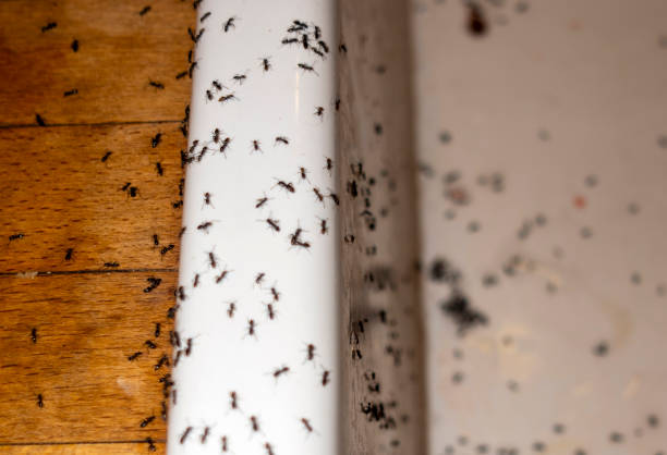 Best Exterminator Services  in Villas, FL