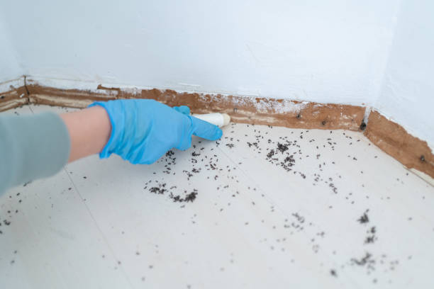 Best Affordable Pest Control Services  in Villas, FL